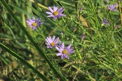 Galatella