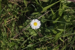 Bellis perennis