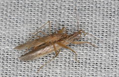 Nabis kinbergii