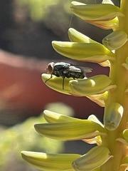 Chrysomya rufifacies