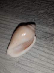 Marginella