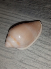 Marginella