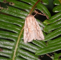 Mythimna decisissima