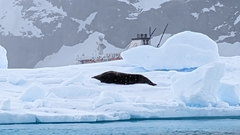 Leptonychotes weddellii