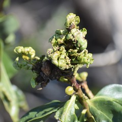 Klambothrips myopori