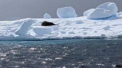 Leptonychotes weddellii