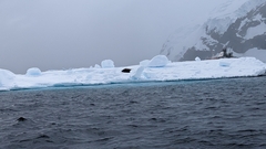 Leptonychotes weddellii