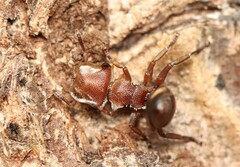 Cephalotes umbraculatus