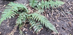 Dryopteridoideae