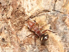 Cephalotes umbraculatus