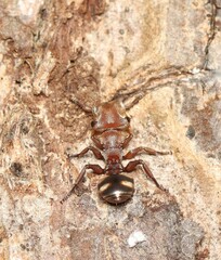 Cephalotes umbraculatus