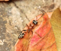 Pseudomyrmex gracilis