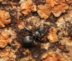 Cephalotes minutus