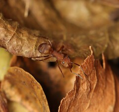 Camponotus rectangularis