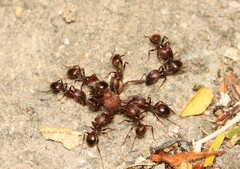 Pheidole fallax