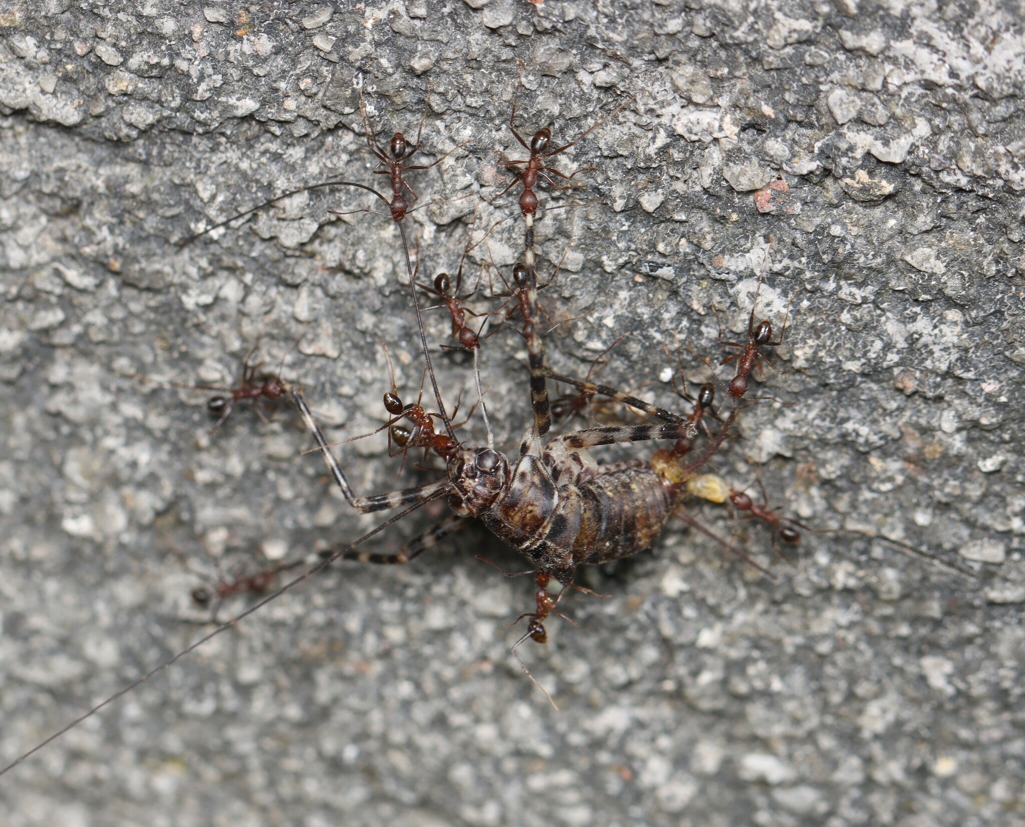 Pheidole gouldi