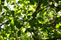 Dysoxylum arborescens