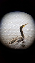 Phalacrocorax carbo carbo