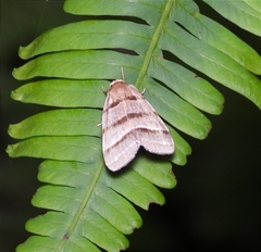Flammona quadrifasciata