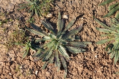 Plantago serraria