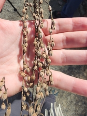 Oxydendrum