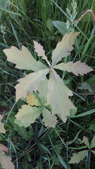 Quercus