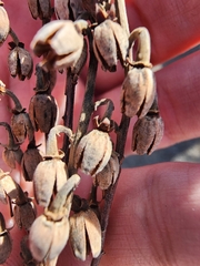 Oxydendrum