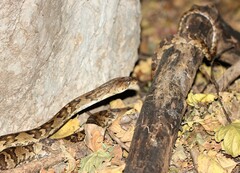 Trimorphodon quadruplex