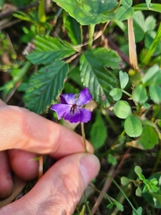 Viola odorata