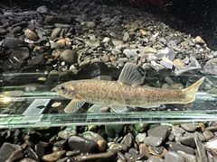 Rhinichthys cataractae