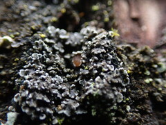 Fuscopannaria leucostictoides