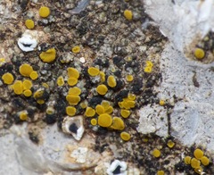 Candelariella