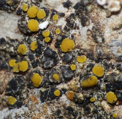 Candelariella
