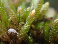 Eurhynchiastrum pulchellum