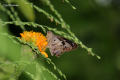 Polygonus leo arizonensis