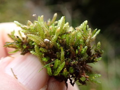 Eurhynchiastrum pulchellum