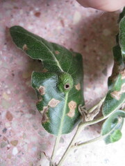 Plagiotrochus australis