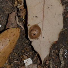 Plagiotrochus australis