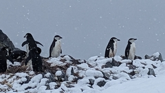 Pygoscelis antarcticus