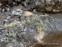 Ramalina intermedia