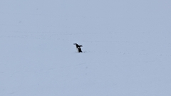 Pygoscelis antarcticus