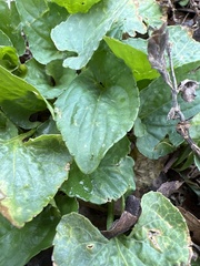 Viola sororia