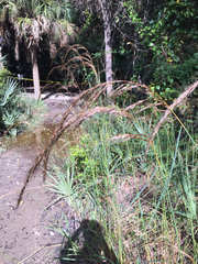 Sorghastrum elliottii