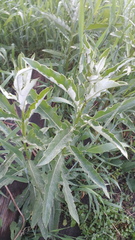 Cirsium arvense vestitum