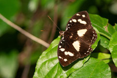 Aterica galene
