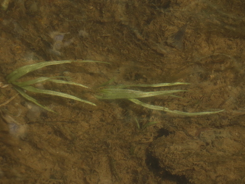 Blyxa echinosperma iNat (1)