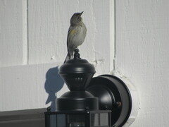 Setophaga coronata