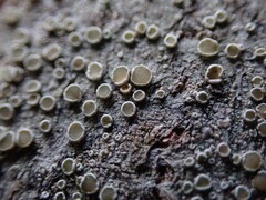 Lecanora pacifica