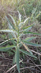 Cirsium arvense vestitum