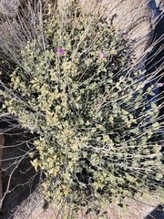 Sphaeralcea ambigua rosacea